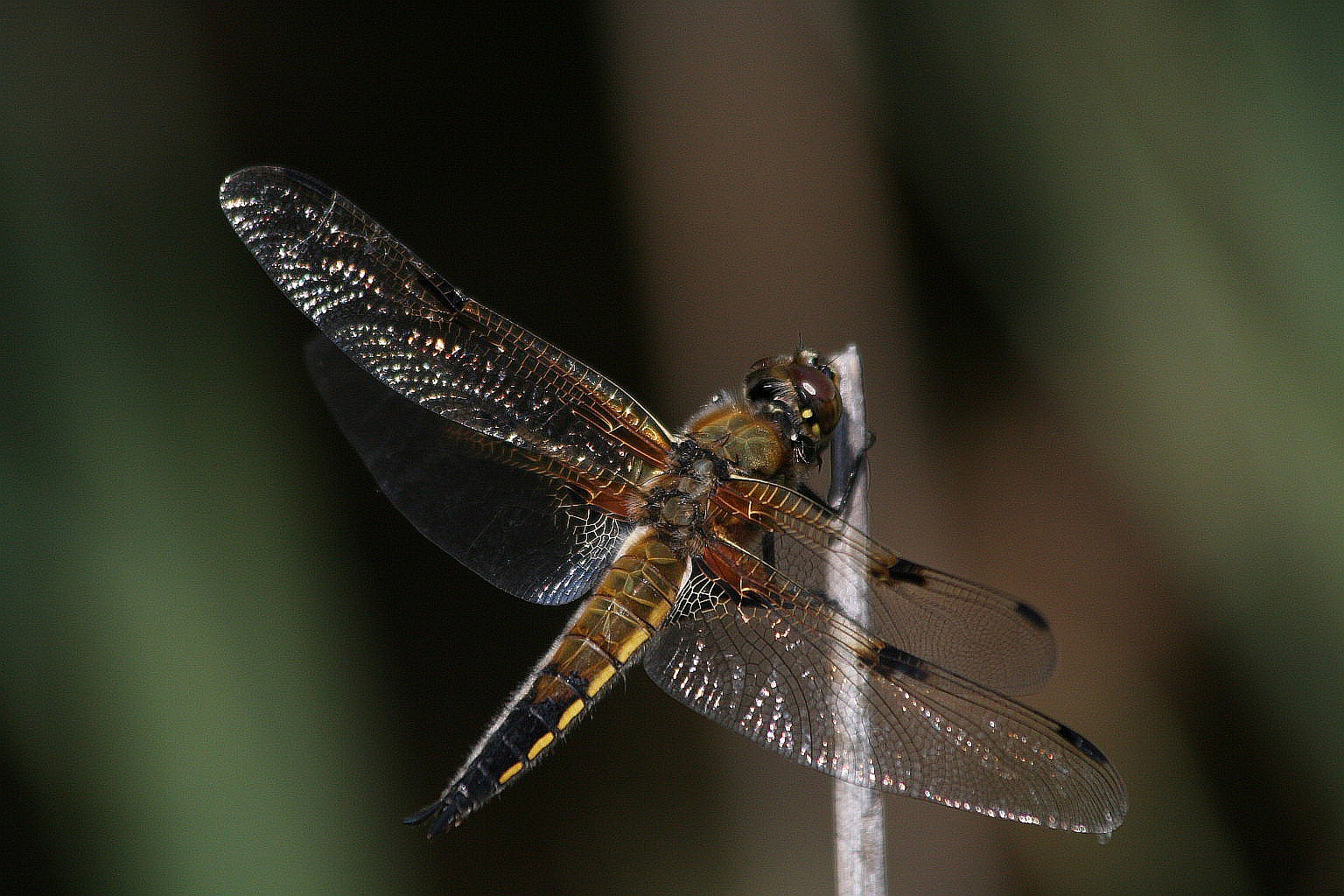 C. puella, L.quadrimaculata Somatochlora (?) dal Lago Gller